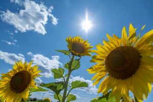 69Dancing SunflowersDaniel Bocchino Madison County