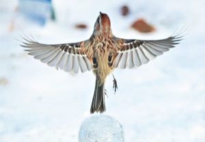 12Winter Flight - American Tree SparrowHannah Naczi Onondaga