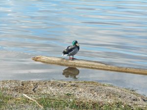 106Onondaga Lake ParkLinda Tweedie Onondaga County