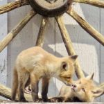 32 																																																																													Fox Kit Love												Jill Andrews															Onondaga