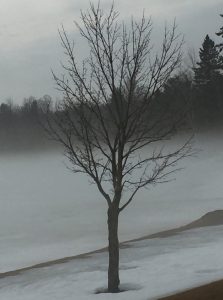 43Tree During Spring MeltBarrie Gewanter Herkimer County