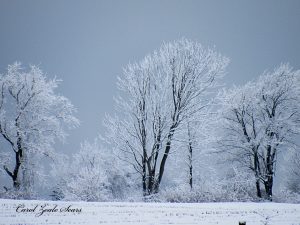 84Silver, Blue and GreyCarol SearsOnondaga County