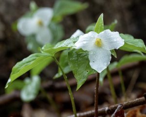 57 								April Showers…Daniel BocchinoOnondaga