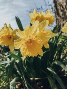 56Daffodils Nova Kowalski  Oswego County