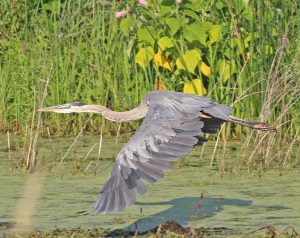 28Blue Heron a Sure Sign of SpringWarren McCormack Cayuga County