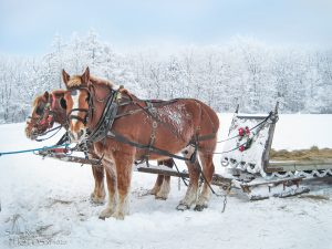 56Sleigh RideSandy RoeOnondaga County