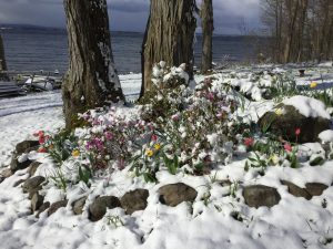 38Snowy Mother’s Day flowers Debra Wiehl Oneida County