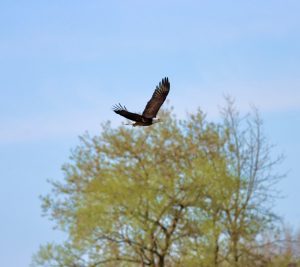 55Soaring for SpringPhil Galuppi Onondaga County