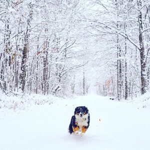 28Snowmobile trail Natalie WaltersOswego County