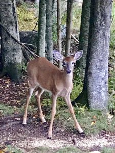 46 Babe in the woodsDenise White Cayuga County