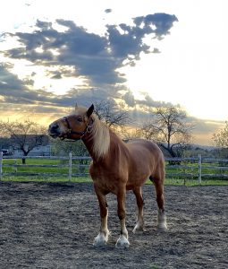 57Gorgeous Horse.Gorgeous SkyCharlena Janes Madison County