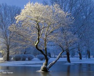 55 																																																											Iced Tree		Todd Tanner						Cayuga