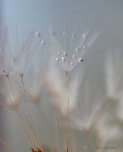 44Dandelion with morning dewSusan Campbell  Oneida County