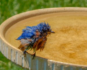 18BirdbathMarshall Handfield  Wayne County