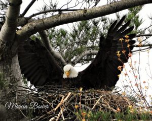 66 Queen of her nest! Marcia Bower Onondaga County