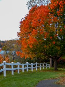 98 Path Along Seneca LakeMarshall Handfield Ontario County