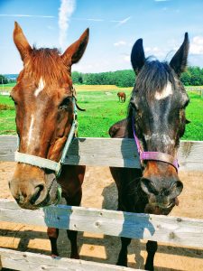 25Horsing AroundMeghan Fremouw Wayne County