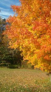 106 Autumn MapleDennis Caso Tompkins County