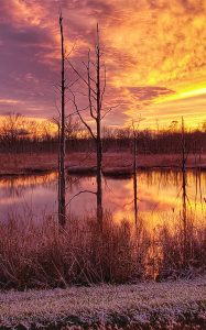 86Morning FogTracy Clark Cayuga County