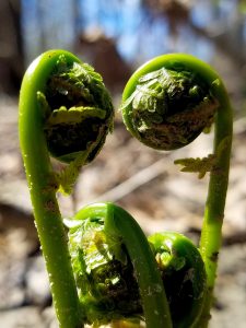 1Fiddlehead Conversation  Chris Bullis  Herkimer County