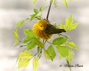 41Wonderful warbler! Marcia Bower  Onondaga County