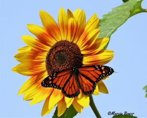 71Monarch MagicMarcia Bower Onondaga County