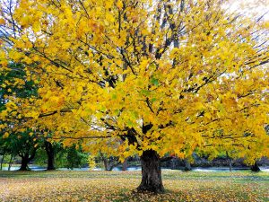 43Shedding Colors Chris Bullis Herkimer County