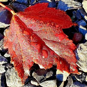 29Dewey maple leaf Kenna Saunders Oswego County