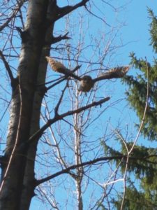 54In flight Paula Barker Chenango County