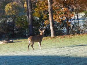 74 																																																					Early Morning VisitMarshall Handfield		Wayne