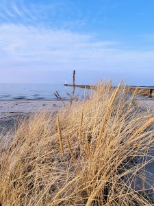 72Through the Beach GrassMeghan Fremouw Wayne County