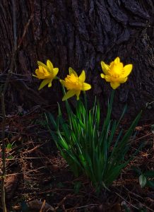 18Sun dabbled daffodilsPeggie Laws Onondaga County