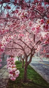 22Blossoms BloomingHeather Dzimitrowicz Tompkins County