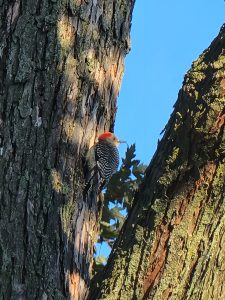 30Red Bellied WoodpeckerRudolf Capek Onondaga