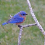 13 																																																																																											
Bluebird at Rest																																																																																																						Marshall Handfield																																																														Wayne