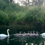 8 																																																																																											
Sentinel Swans																																																																																																																													Margaret Wilcox																																																																																				Wayne
