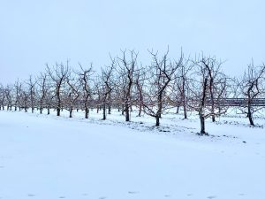 25Young Apple Trees in Winter Elise Finielz Onondaga County