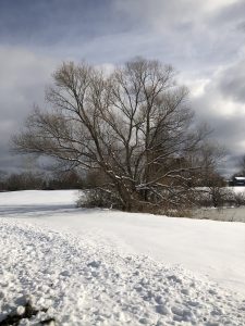 22Light and ShadowJeannie Sweeney Onondaga County