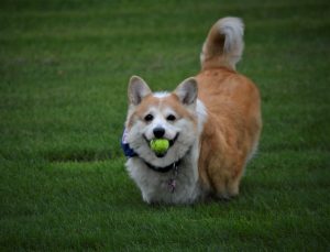 1 Smilin' Molly Donna Scarafile Herkimer County