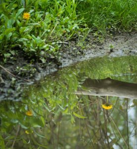 75Reflection of SpringColleen Elliott-Blush  Oneida County