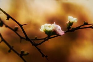 9Apple Blossoms  Melissa Stickles   Herkimer County