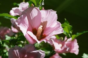 22Rose of SharonStan Koroleski Otsego County