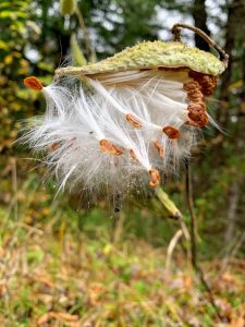 87Seeds of ChangeKatelyn Zatwarnicki Herkimer County