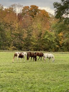 55 																																												Horses in the FieldRobert BuckChenango