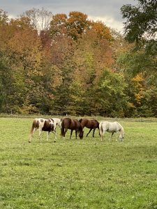 55 																																												Horses in the FieldRobert BuckChenango