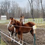 17 																																																																						Bonded horses									Karen Marcely										Onondaga