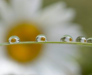 5Daisy DropsCasey PierceOtsego County