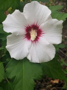 52Flower in my backyardEd Gasparini Onondaga County