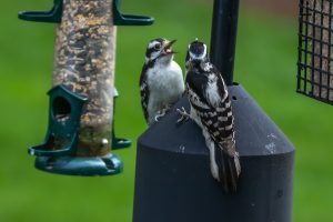 55Downy Mom feeding the babyPeter Andrusyszyn Onondaga County