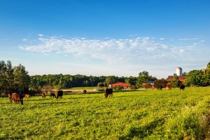 63Sunday Morning Pastures Walt Mather Madison County